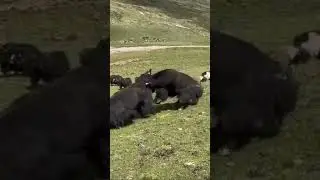 Wild yaks in Tibet