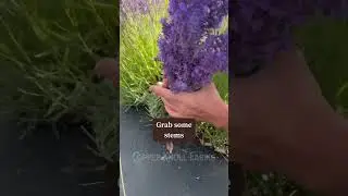 PART 1: Cutting Lavender Bouquets ⬇️