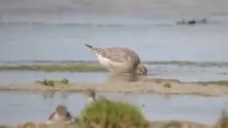 Juvenile Red Knot James Bay7552