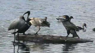 Great Cormorant, Little Black Cormorant, Royal Spoonbill, Australian White Ibis plus others
