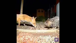 Swiper No Swiping Fox vs Cat