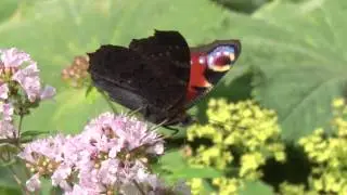 Jursla Wildlife ep.01