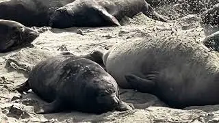 Elephant Seal hike.