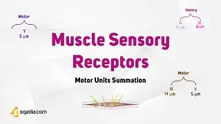 Motor Units Summation | Muscle Sensory Receptors