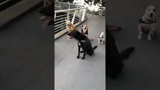Best Dog Training In Cape Town