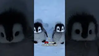 Penguin Motivation That Will Change Your Life 🐧✨ #viralshorts  #motivation