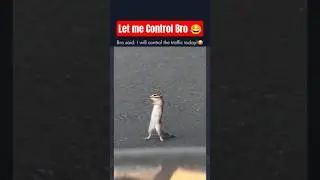 New Traffic Controller #technology #animals #video #wow