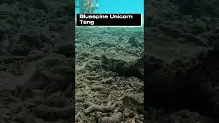 Bluespine Unicorn Tang: Exquisite Beauty Underwater in the Maldives