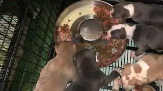 American Bullies:Top Of Tha Year Puppies Ear Cropping #dog #puppies #bullies #juice #cropping