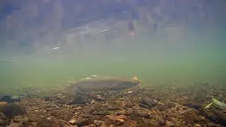 Atlantic Salmon spawning. (HD)