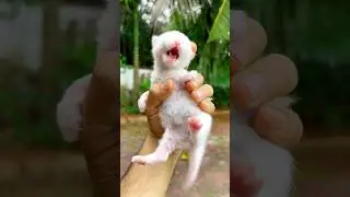 Kitten Meowing to attract cat 😍 ! Cat sound ! Cat voice ! Cat video ! Persian cat ! Cats #cat