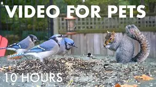 Video for Pets and People - 10 hours of Beautiful Backyard Birds and Squirrels - Oct 09, 2025
