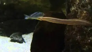Juvenile Taeniolethrinops furcicauda Ntekete