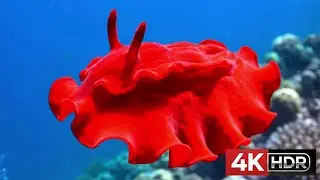 Wild Wonders of Nature | Animals in 4K HDR Dolby Vision