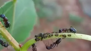 Ants farming aphids