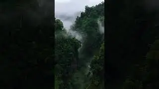 Java, Indonesia is a captivating #jungle #indonesia  🎬