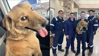 Dog survives more than a week inside shipping container at Port Houston, says Coast Guard