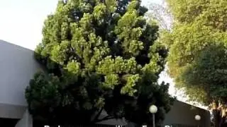 Podocarpus gracilior - Fern Pine