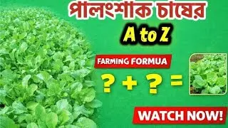 👉 সবচেয়ে সহজ পালংশাক চাষ পদ্ধতি A to Z | Advanced Farming Technique for More Profit