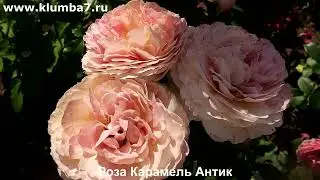 🌸🌸🌸Розы - эффектные сорта! Роза Энн Хендерон, Карамель Антик, Пур Л Амур де Шато