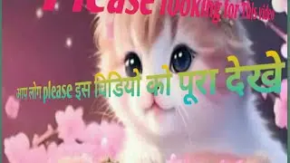 baby cats- cute and funny video compilation#Funny Animal##Cute Animal##Raees Of cute cat