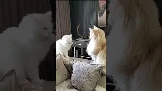 How Cats Read Each Other&rsquo;s Signals I #cutecats #shorts