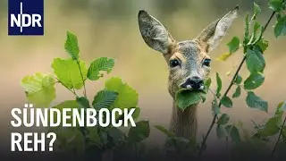 Wald oder Wild - Mehr Jagd auf Rehe und Hirsche? | Doku | NDR Story