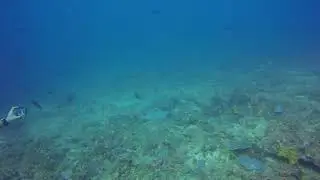 Dzinani dive site 4, Diani Beach, Kenya