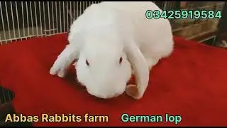 German lop male  for sale location Abbas Rabbits farm Peshawar cargo all Pakistan call03425919584