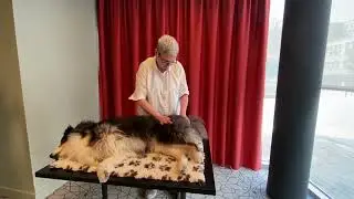 Massage Canin par Pauline Arnt