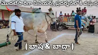 భూమయ్యగారిపల్లె సీనియర్స్ ప్రదర్శనకు వెళ్తున్న  PR MEMORIAL BULLS ( Bhasha & Badshah )  Ongole bulls