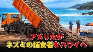 アメリカがハワイに数千の“ネズミ駆除の殺し屋”を放つ——数年後、世界は言葉を失った！