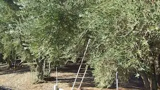 Ojai Olive Oil - 