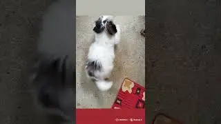 The dog is so excited to see you&mdash;missed you so much! 🐶💖 Tail wags and happy jumps! Cute overload!