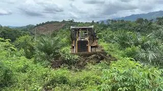 D6R XL Bulldozer Reopens Old Road in the Plantation