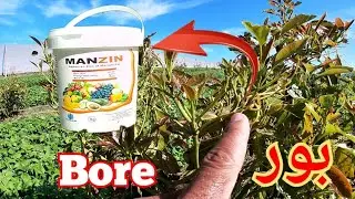 بور المهم النوار الديال أي نبتا