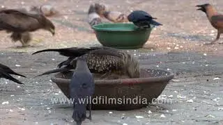 Raptors eat rice? House Crow, Black Kites, Rock Pigeon - Urban birds share lockdown water bowl