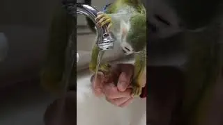 Monkey Ollie Plays With Water (Mini Bath)
