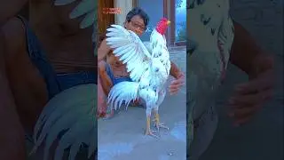 dalam mitos jawa kuno ayam bangkok putih #ayam #chicken #animals #fypシ #funny