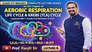 Aerobic Respiration Life Cycle & Krebs (TCA) Cycle Explained | NEET + Boards