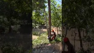 Using a tractor to pull over a dead sycamore tree! #stihlchainsaw #tree #johndeere
