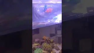 クマノミのミカン🍊が我が家に来た日🧡