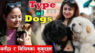 Types of Dogs Breed II नेपालमै छन् विचित्रका कुकुरहरू