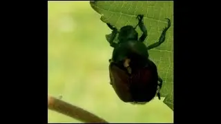 Allie Sorlie's Isolation Observations - Japanese Beetle
