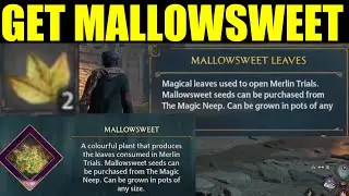 How to get mallowsweet Hogwarts legacy (Grow Mallowsweet)