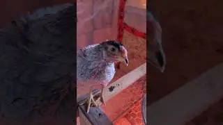 Misfit the 8 week rooster!