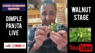 Walnut stage in apple//All problems and its sollutions discussed //Dimple Panjta Live