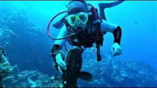 Affectionate grouper fish wants love from his scuba diver friend