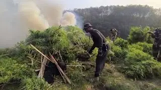 Massive Anti Narcotics Crackdown Cannabis Plantation Worth ₹6 4 Crore Destroyed in Sonamura