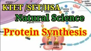 Protein Synthesis